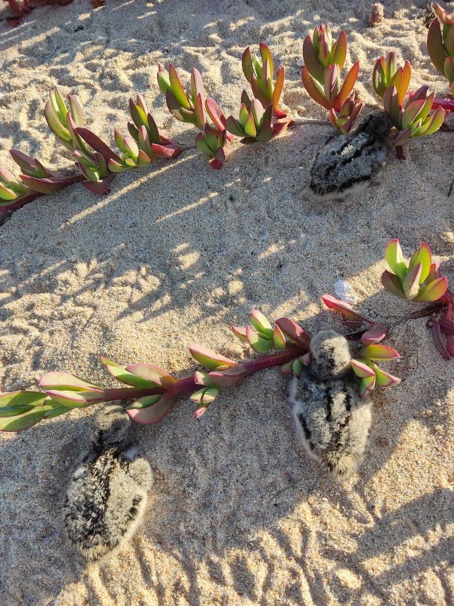 American Oystercatcher - ML646107573