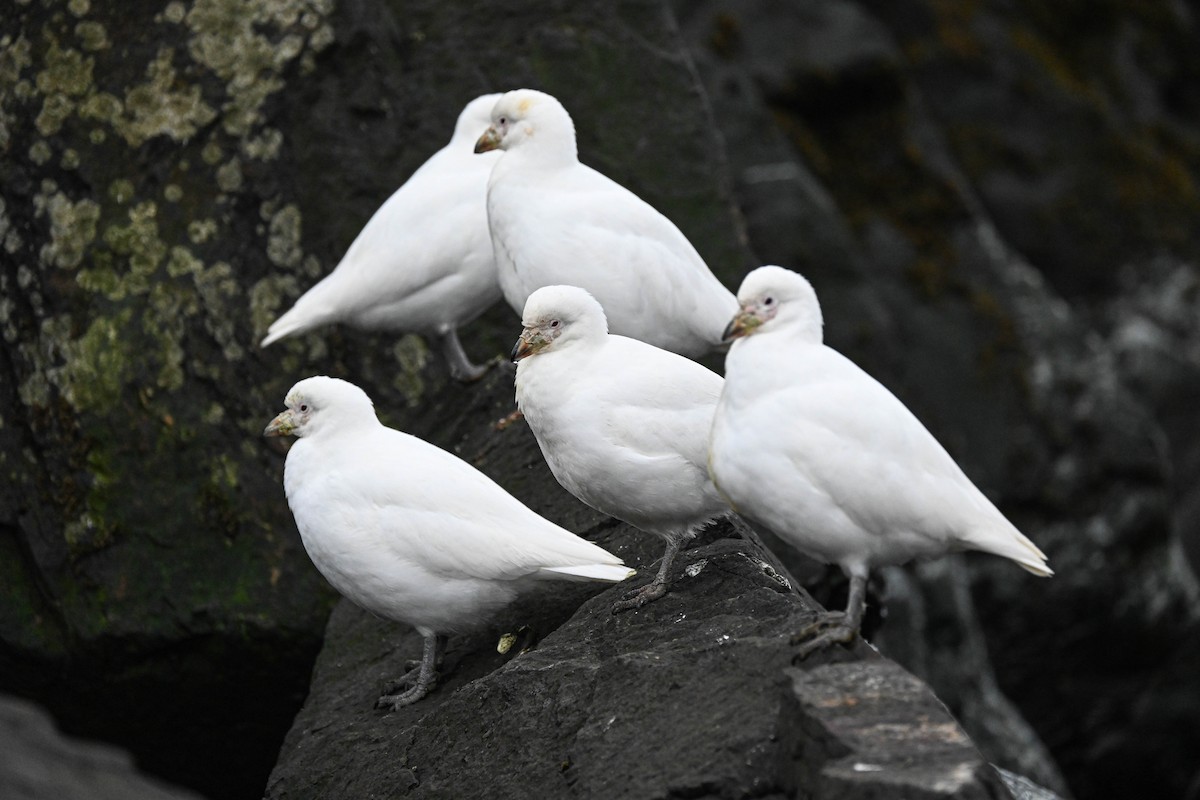 Snowy Sheathbill - ML646107575