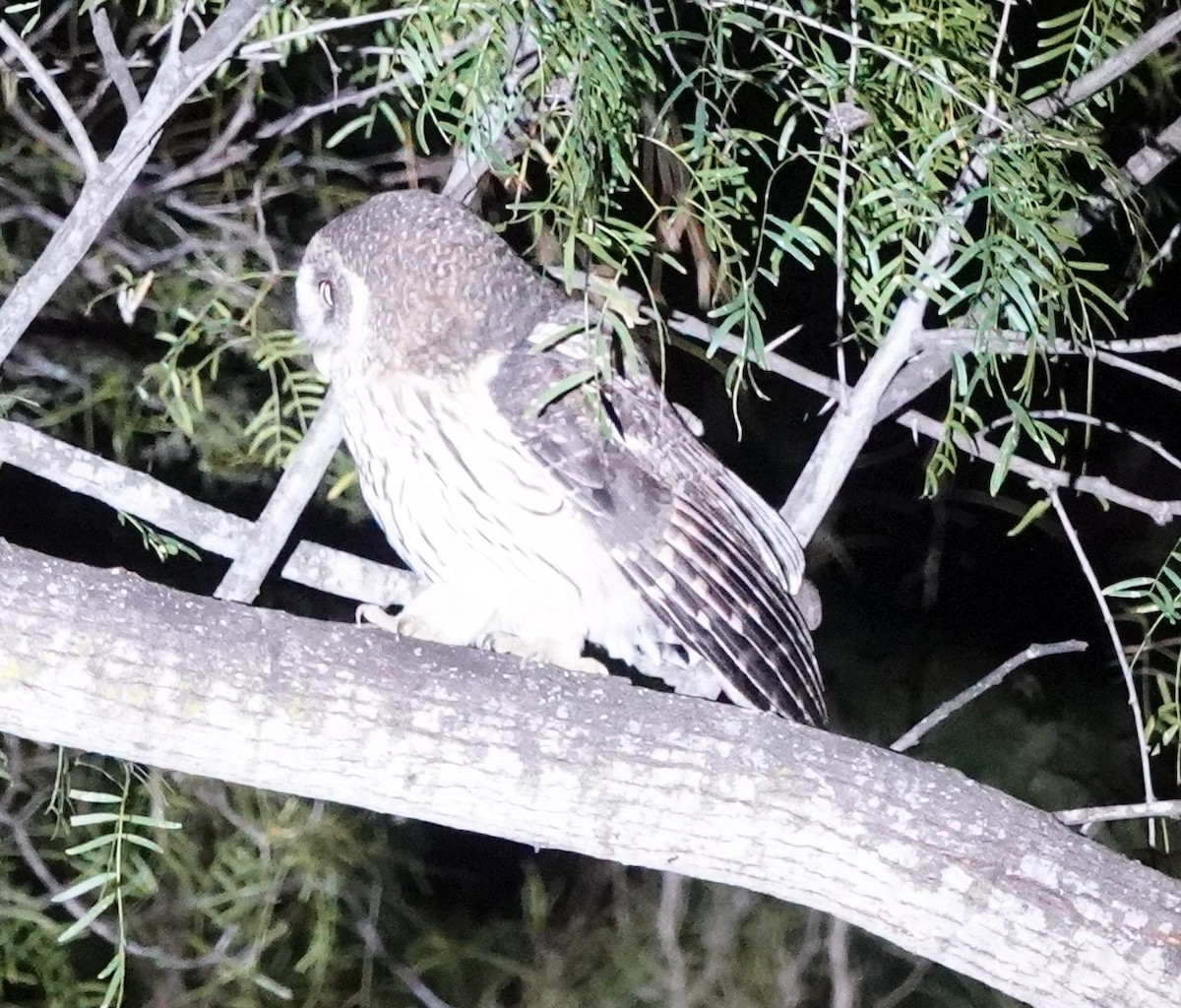 puštík proměnlivý - ML646107577