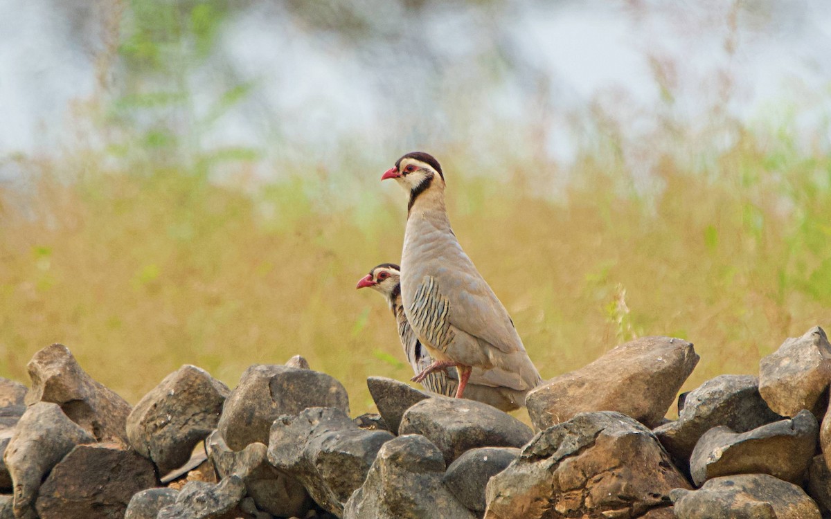 アラビアイワシャコ - ML646107580