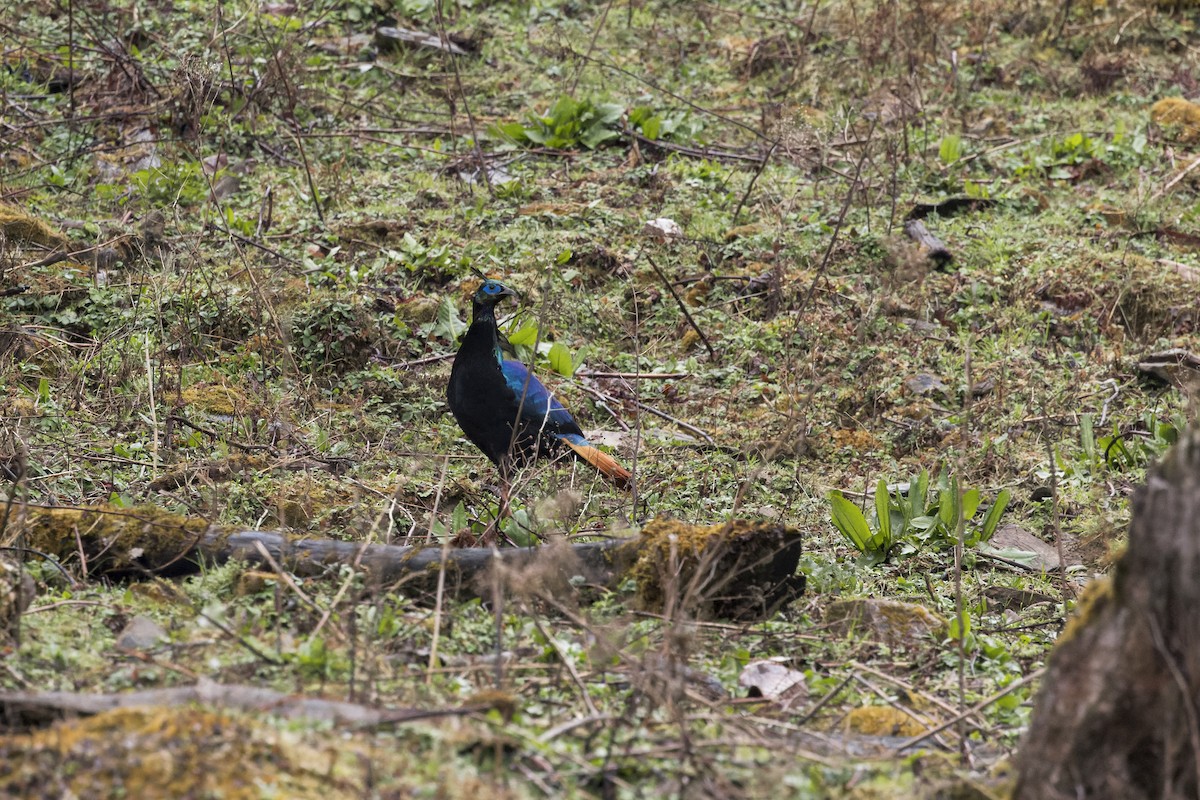 Himalayan Monal - ML646107581