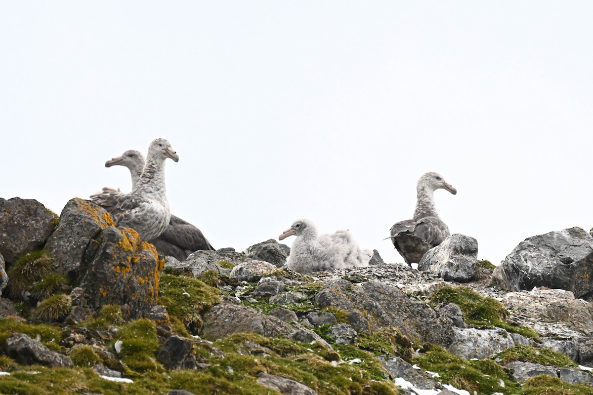 Southern Giant-Petrel - ML646107583
