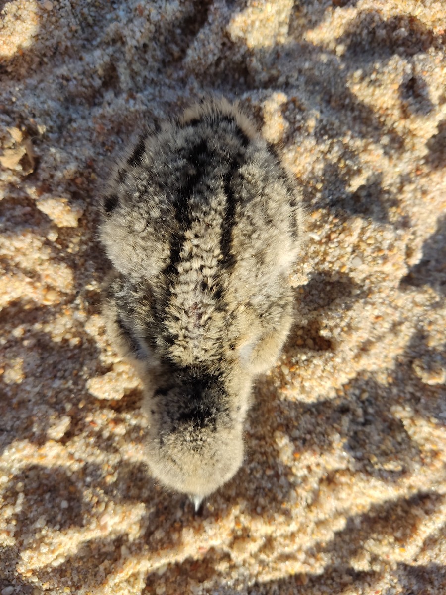 American Oystercatcher - ML646107584