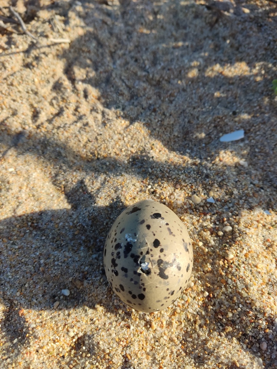 American Oystercatcher - ML646107593