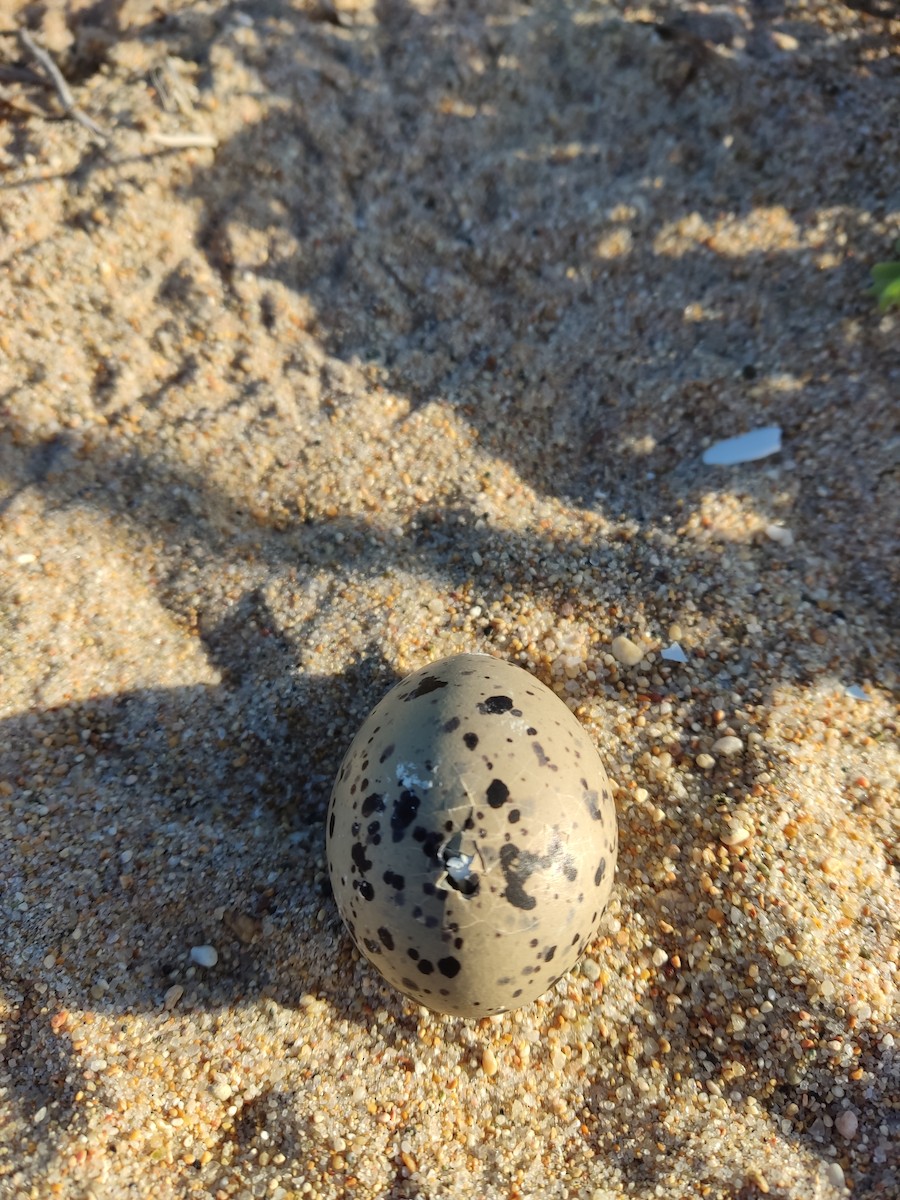 American Oystercatcher - ML646107594