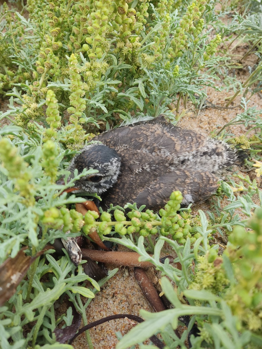 American Oystercatcher - ML646107595