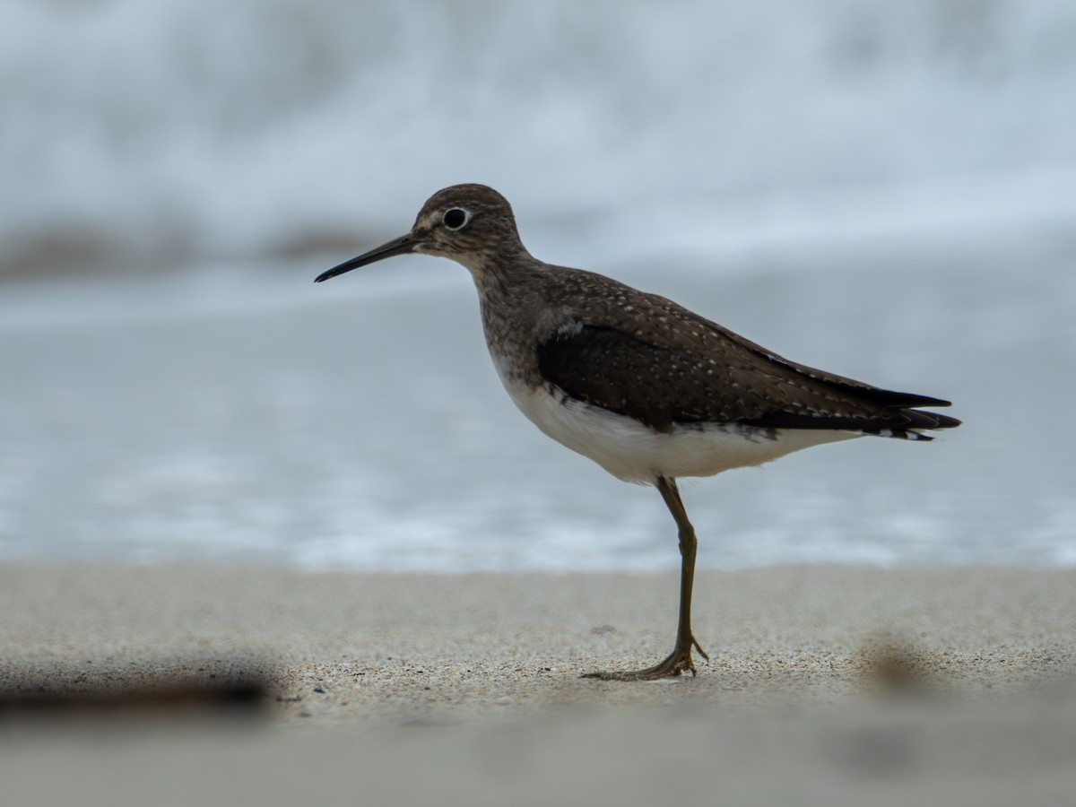 Solitary Sandpiper - ML646107596