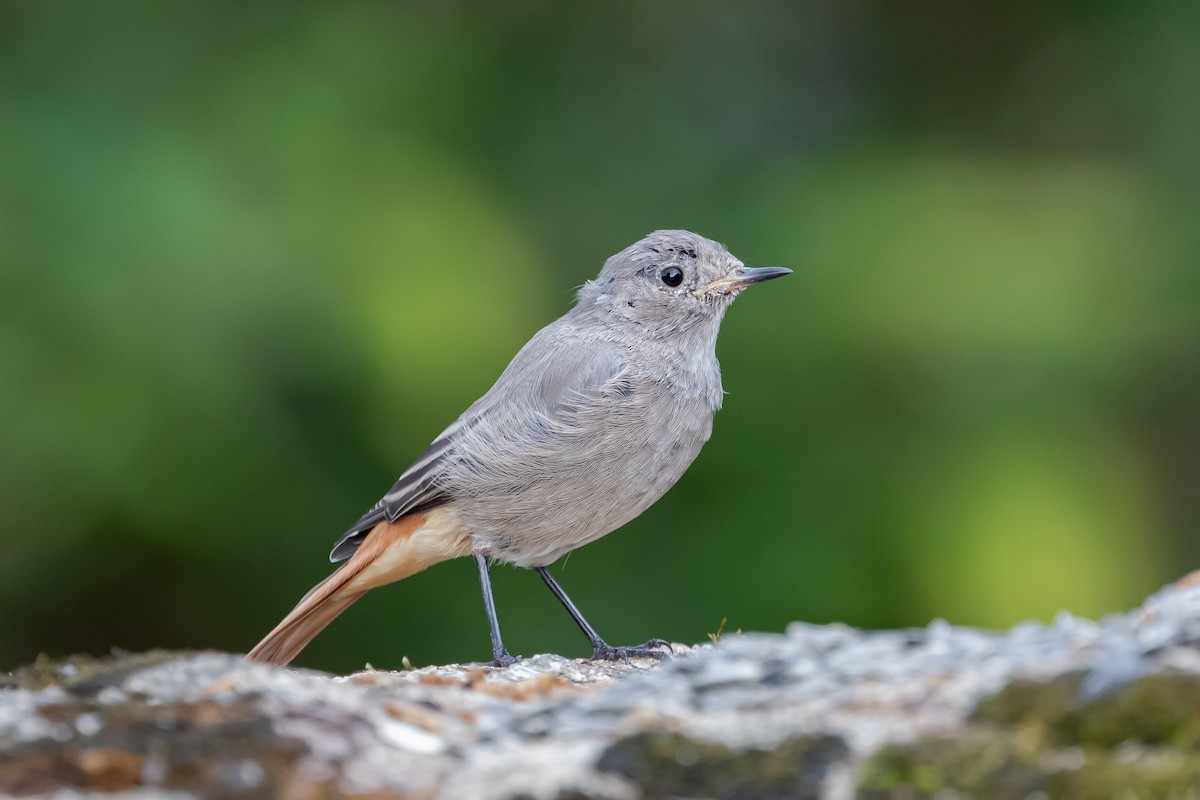 rehek domácí - ML646107599