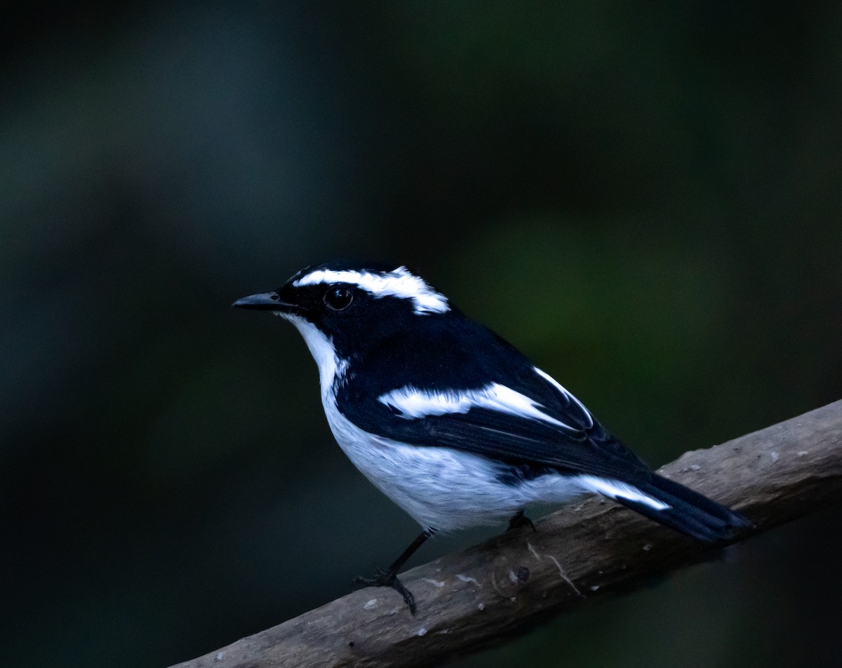 Little Pied Flycatcher - ML646107607