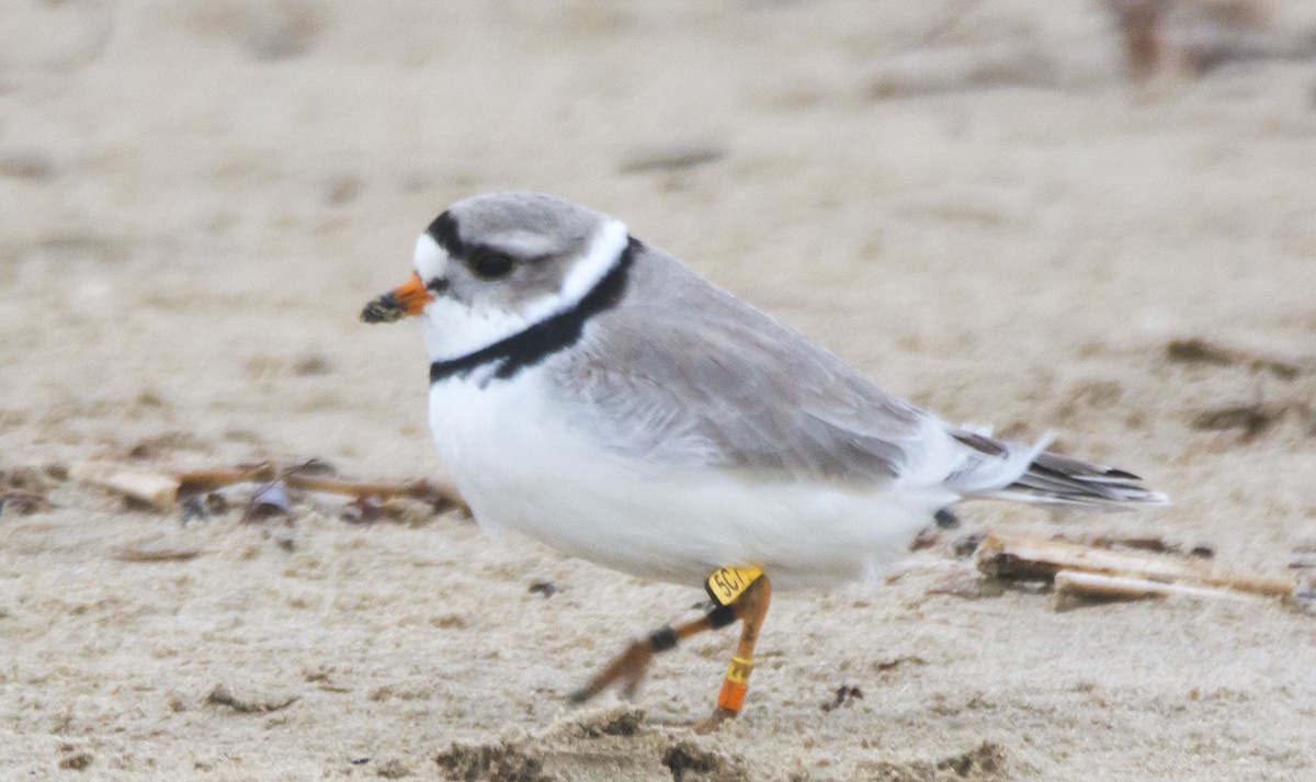 Flötenregenpfeifer - ML646107608