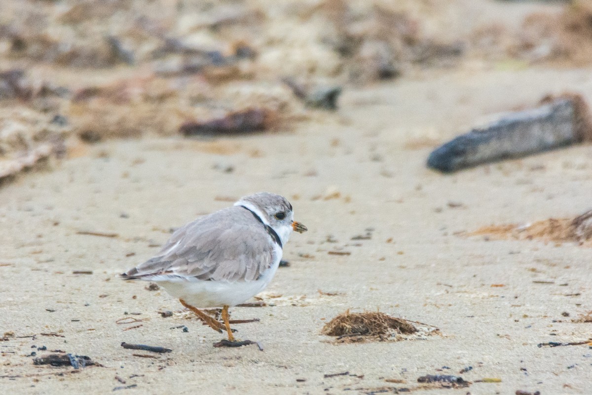 Flötenregenpfeifer - ML646107609