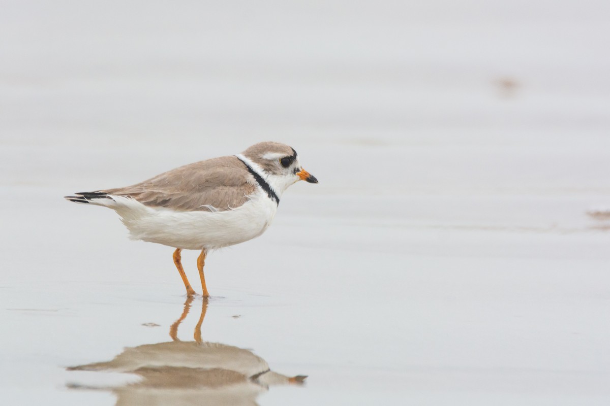 Flötenregenpfeifer - ML646107610