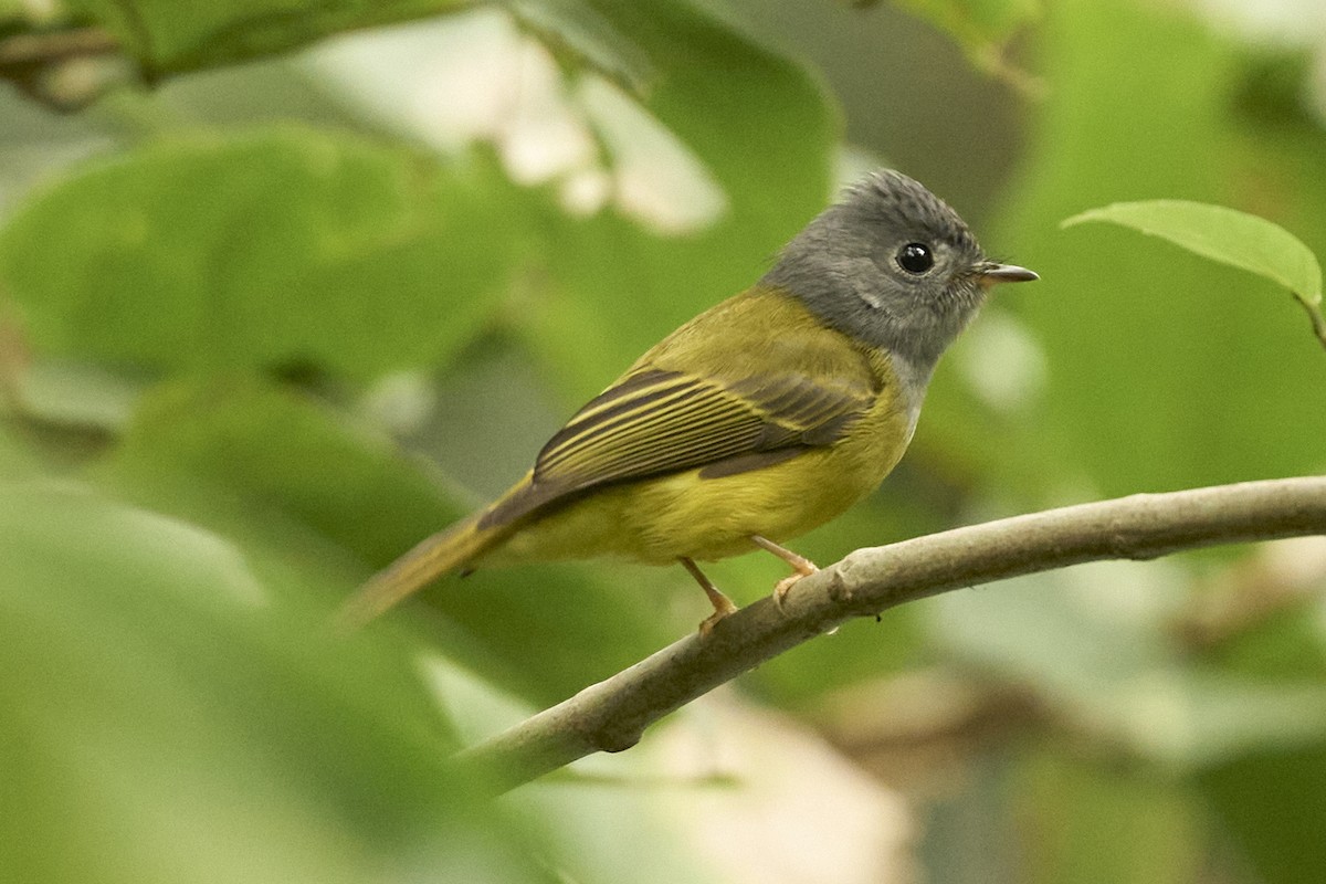 Gray-headed Canary-Flycatcher - ML646107620