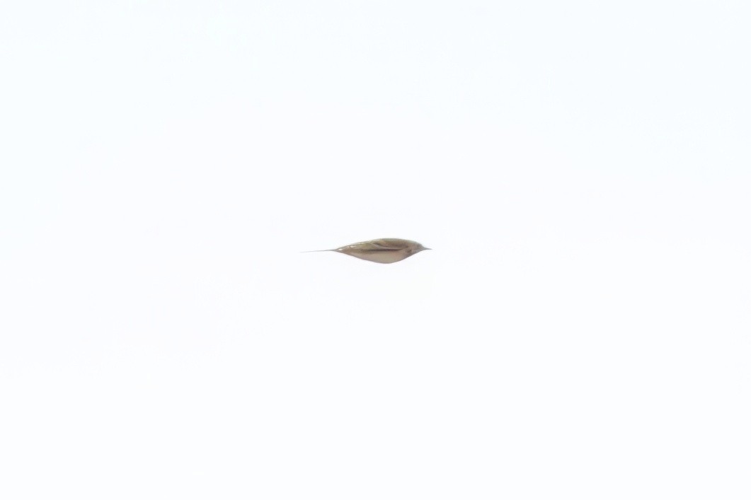 Bisbita de Richard - ML646107623