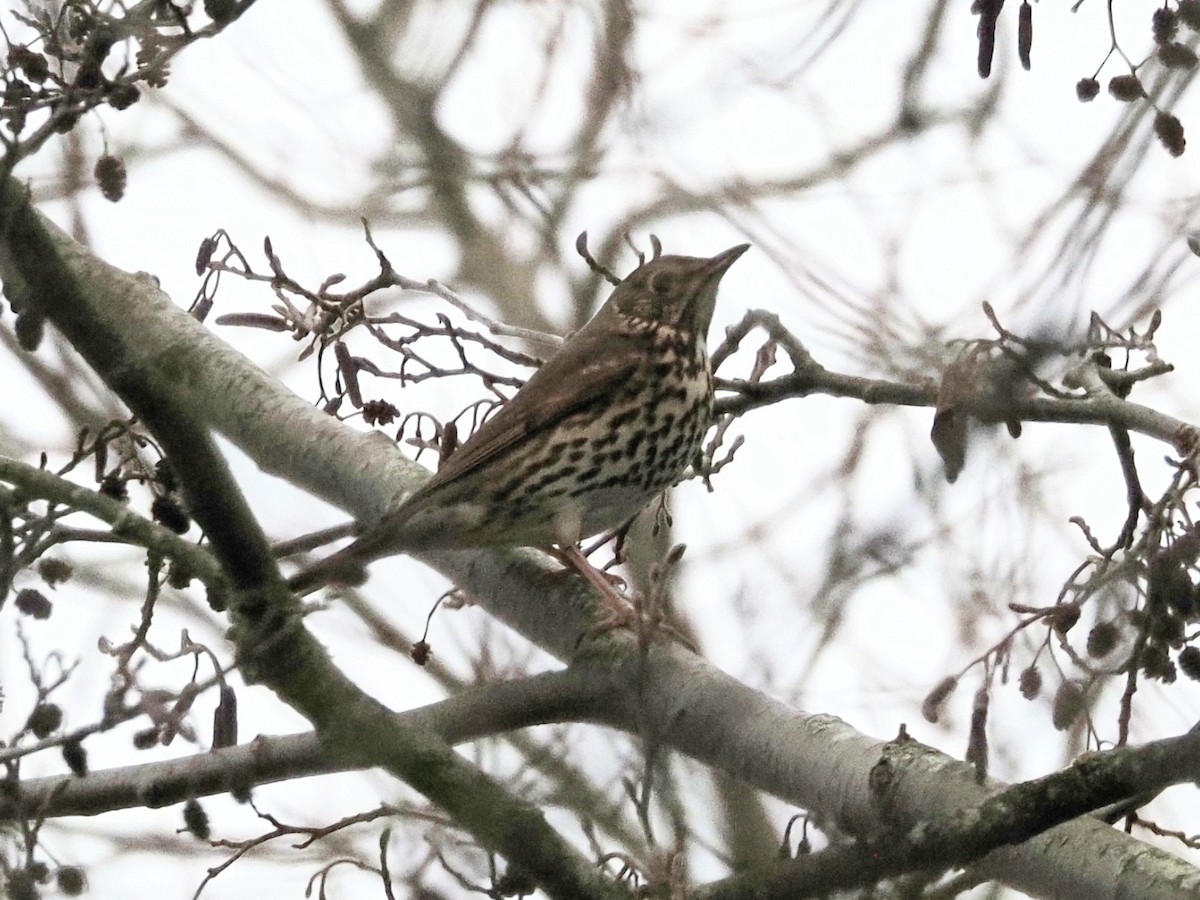Song Thrush - ML646107629