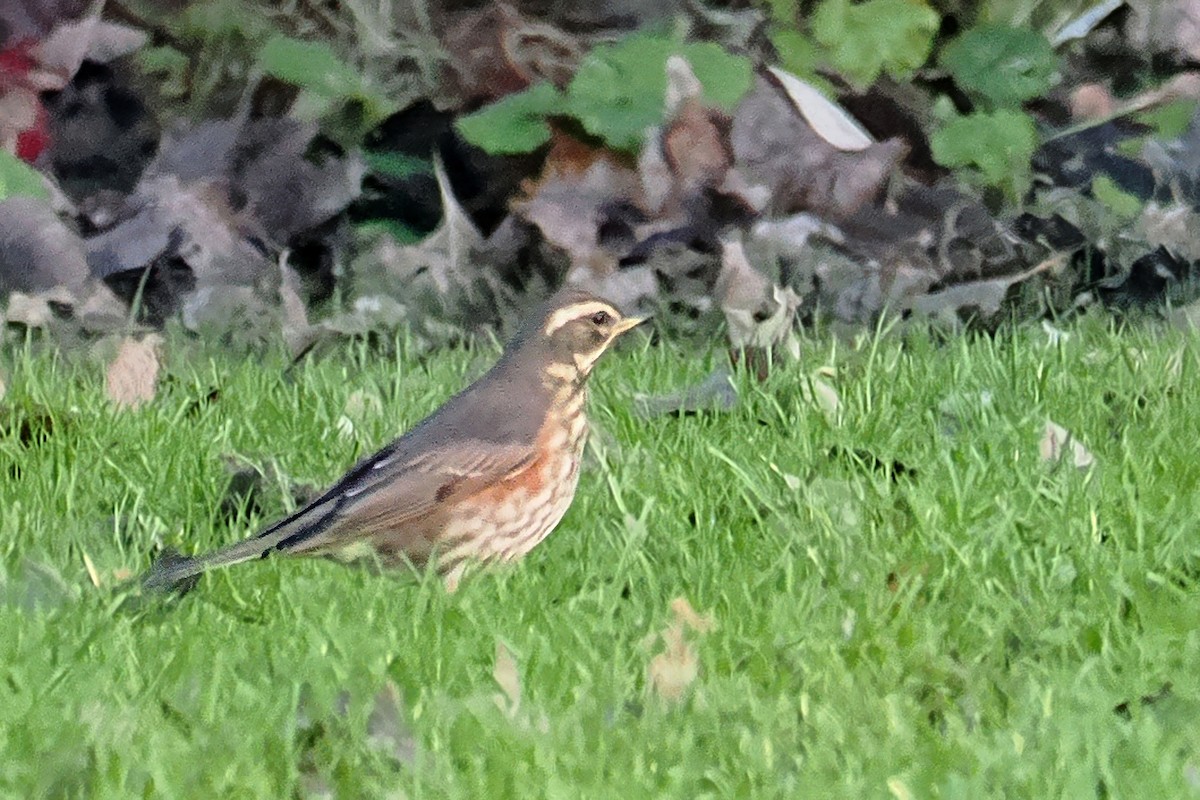 Redwing - ML646107632