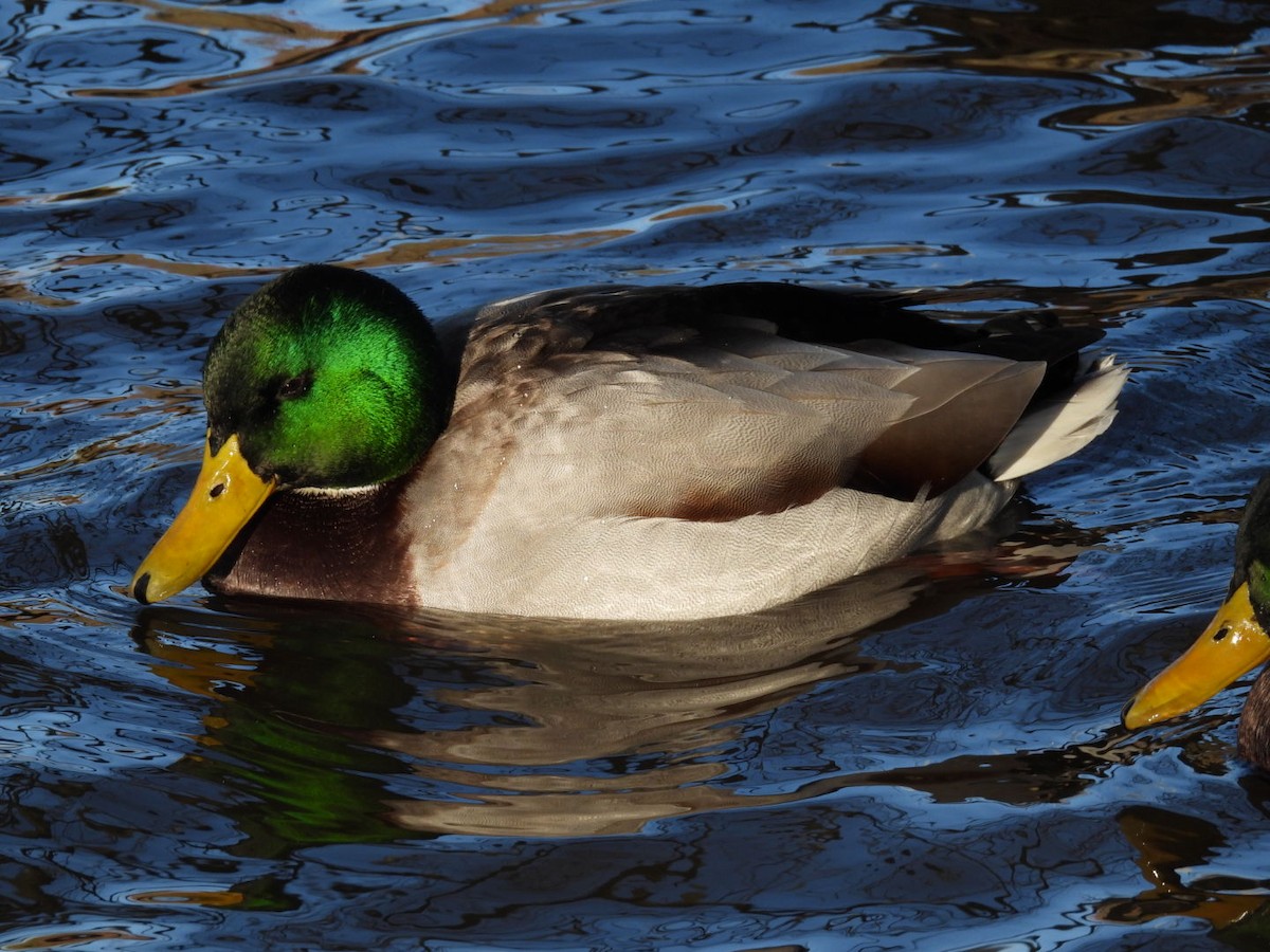 Mallard - ML646107640