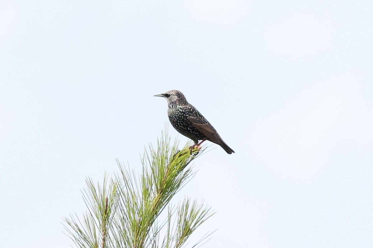 European Starling - ML646107642