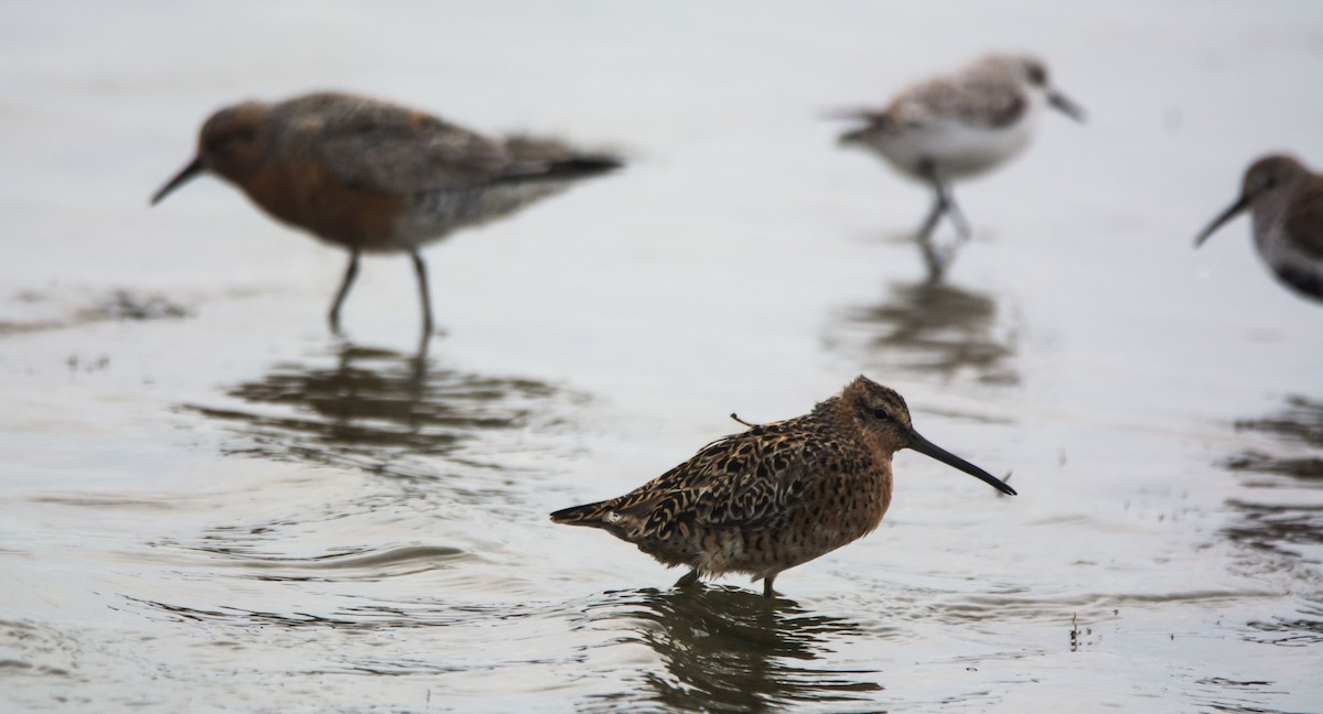 Red Knot - ML646107644