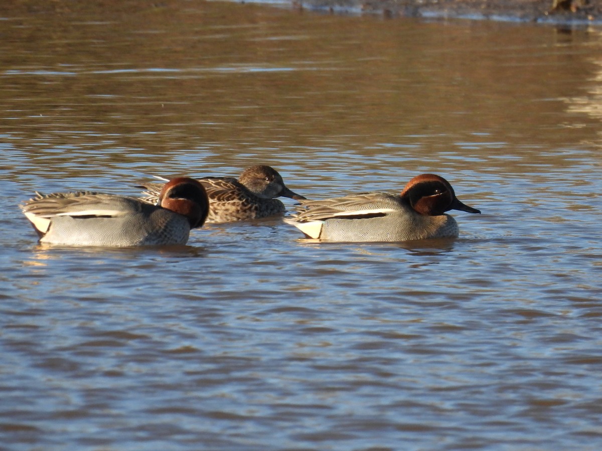 Green-winged Teal (Eurasian) - ML646107645