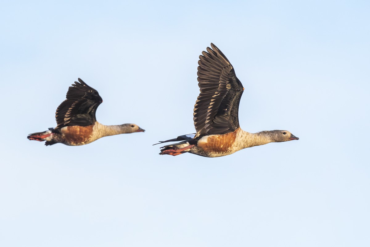 Orinoco Goose - ML646107648