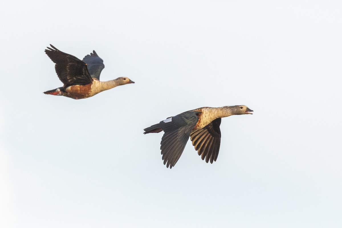 Orinoco Goose - ML646107649