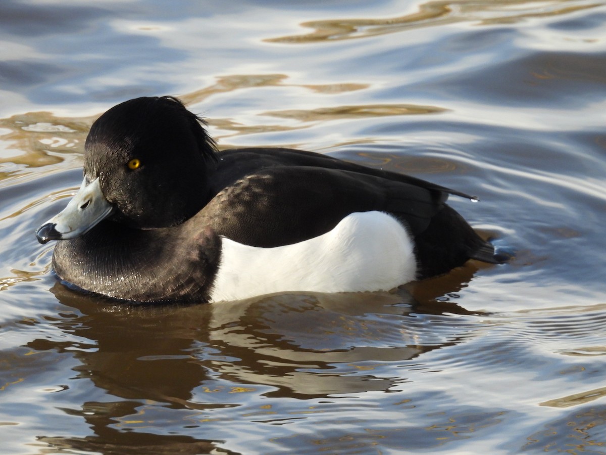 Tufted Duck - ML646107652