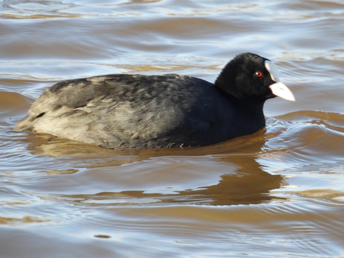 Eurasian Coot - ML646107659