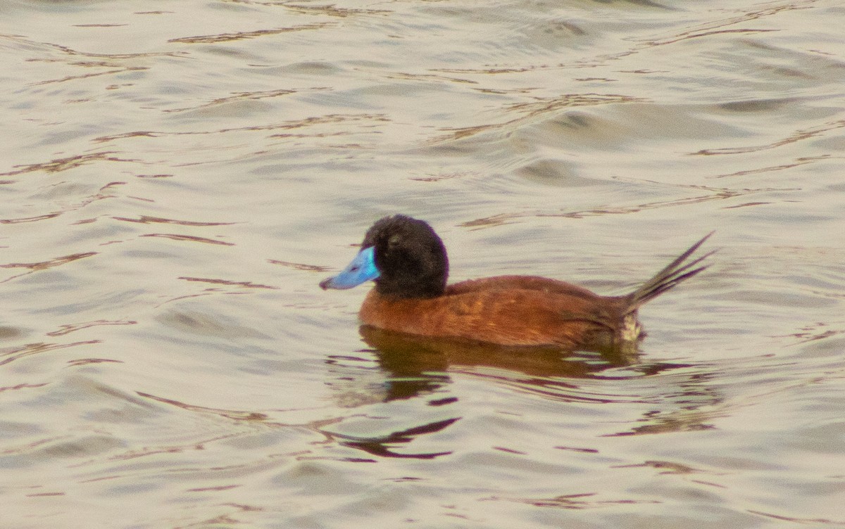 Lake Duck - ML646107664