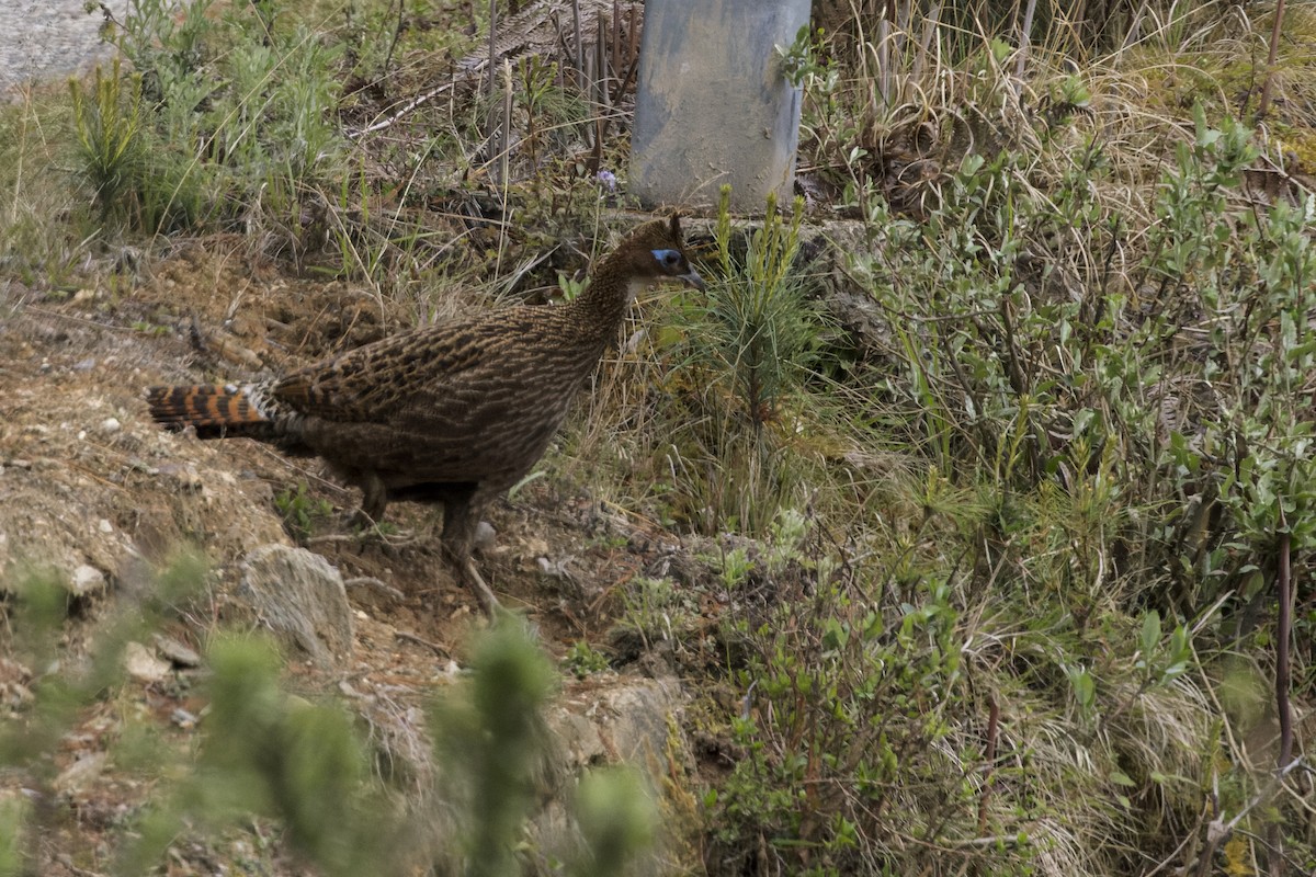 Himalayan Monal - ML646107667