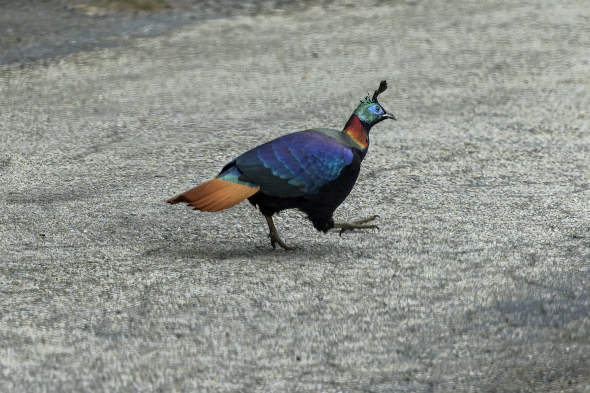Himalayan Monal - ML646107670