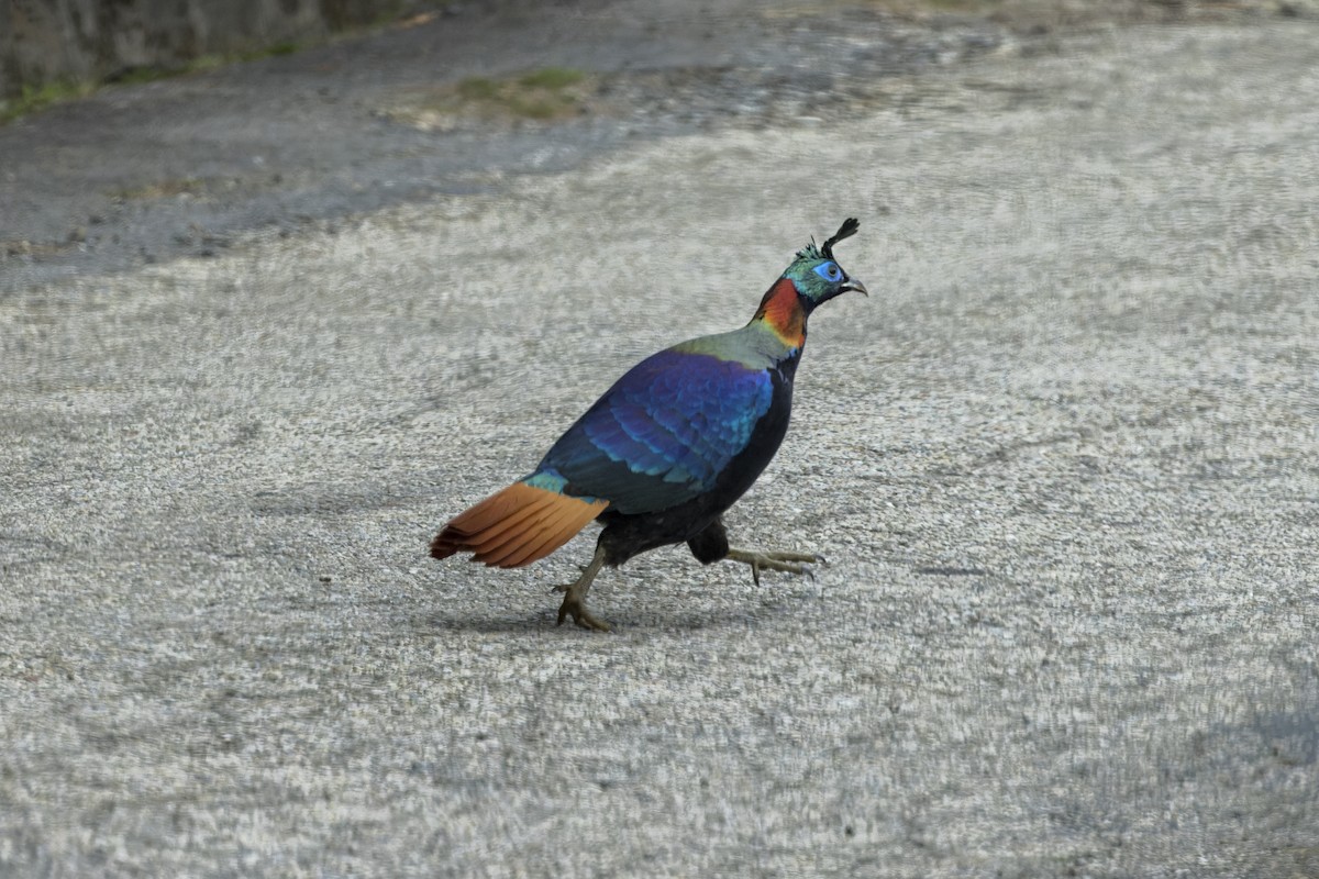 Himalayan Monal - ML646107671