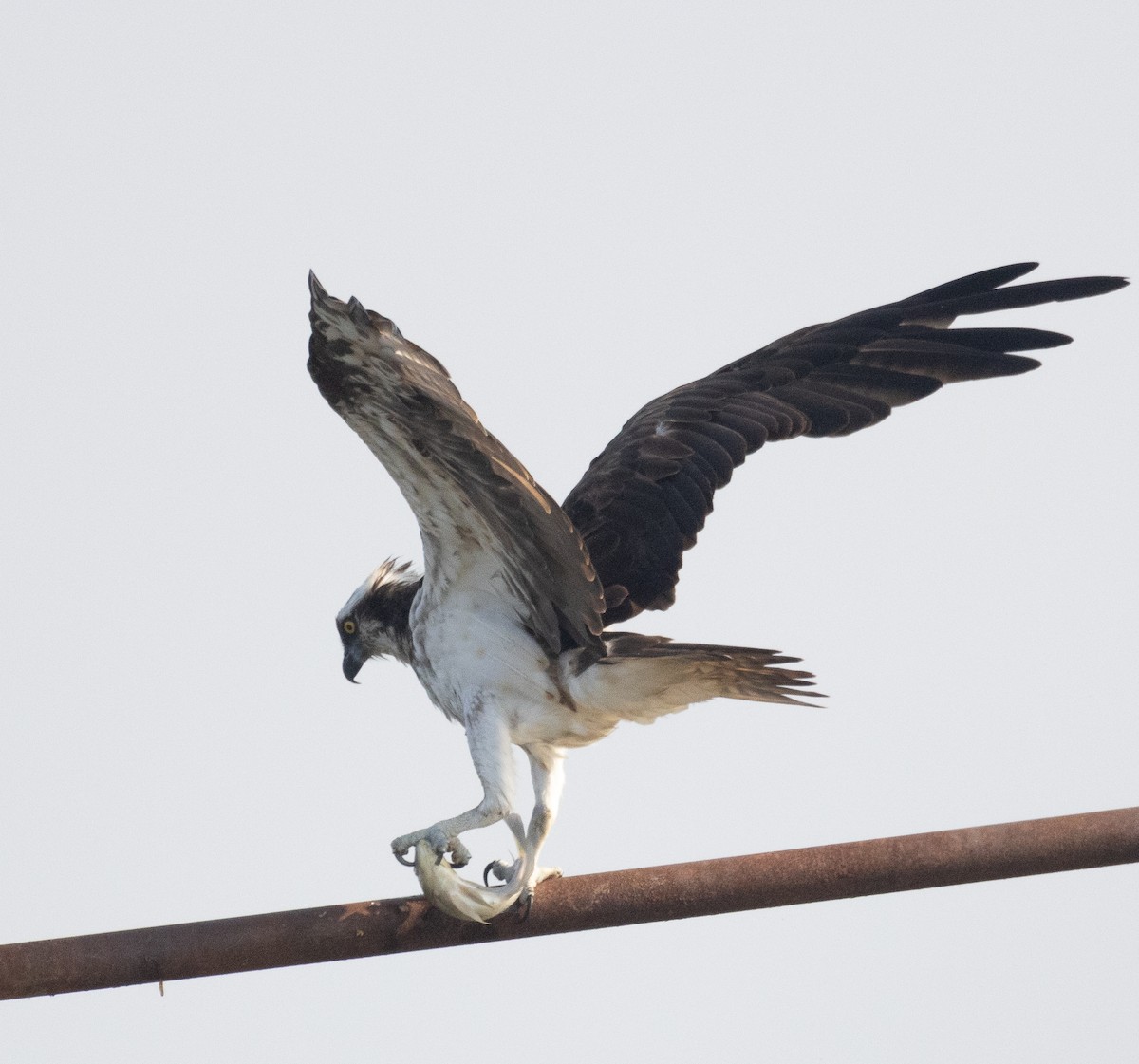 Fischadler - ML646107672