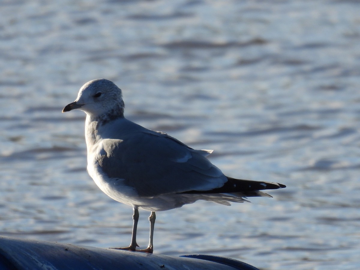 Common Gull - ML646107673