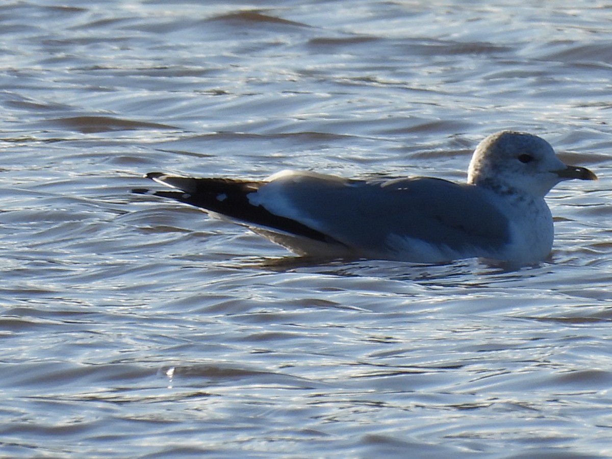 Common Gull - ML646107674