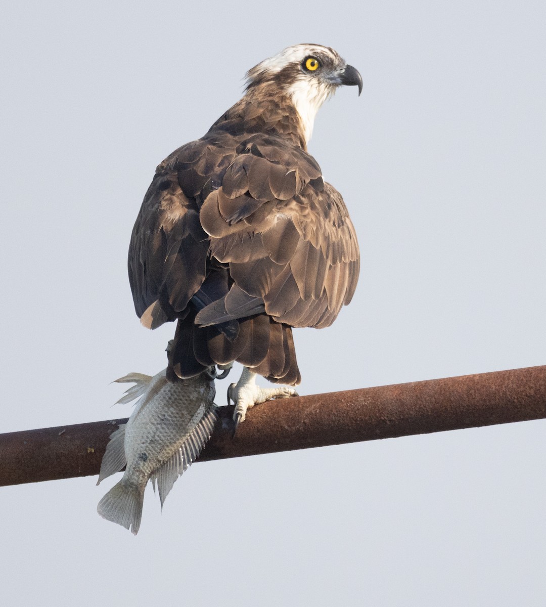 Fischadler - ML646107676