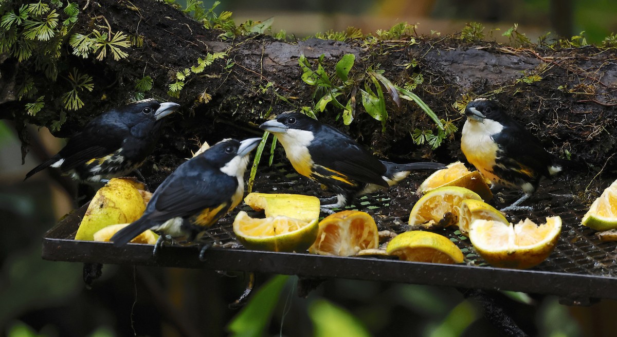 Spot-crowned Barbet - ML646107677