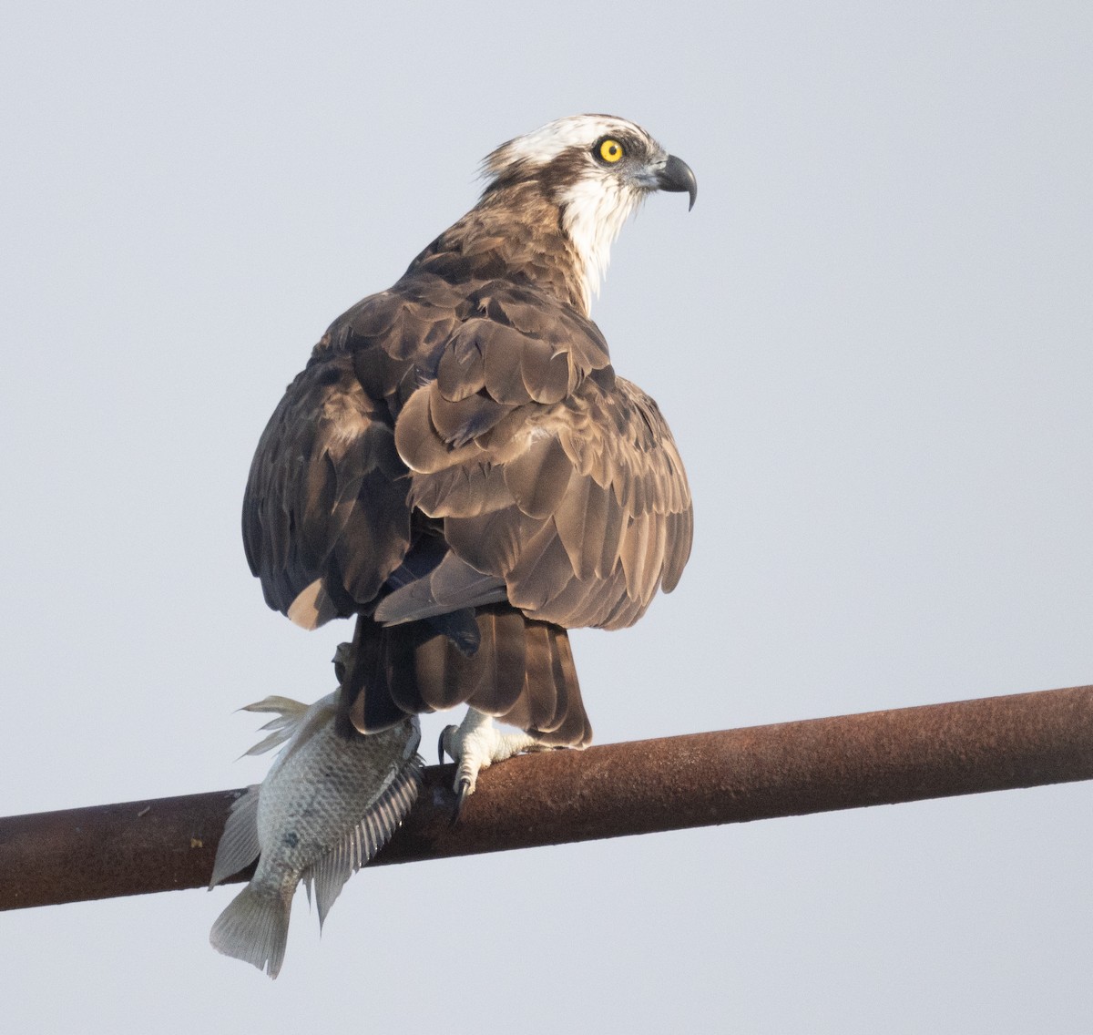 Fischadler - ML646107678