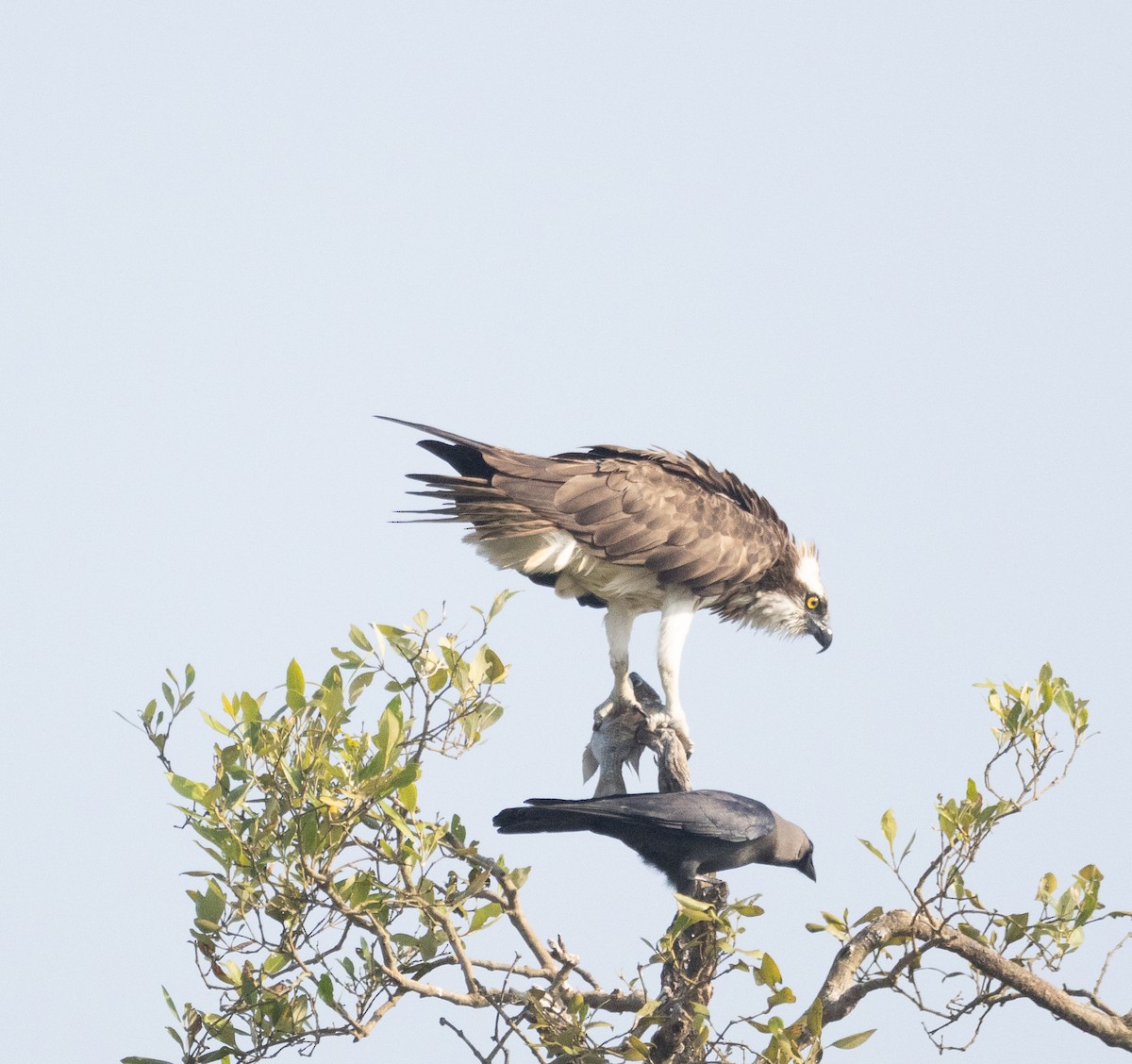 Fischadler - ML646107682