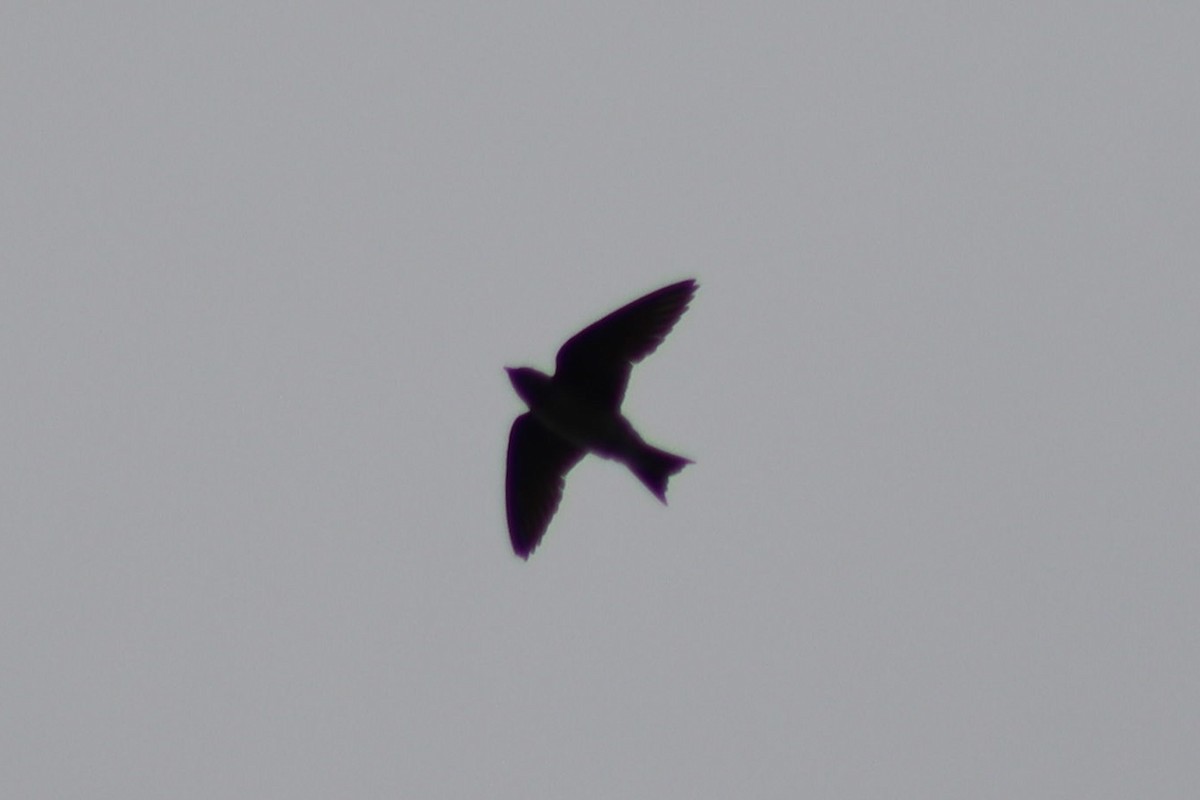 Purple Martin - ML646107683