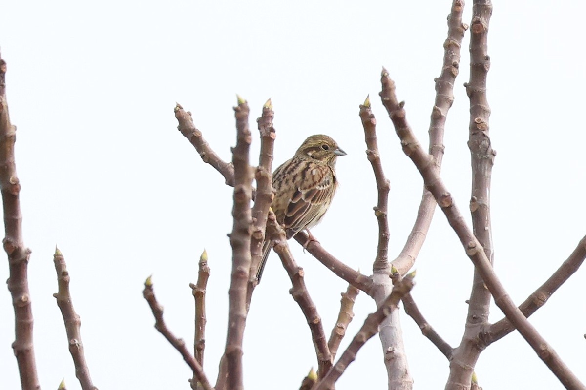 Cirl Bunting - ML646107684