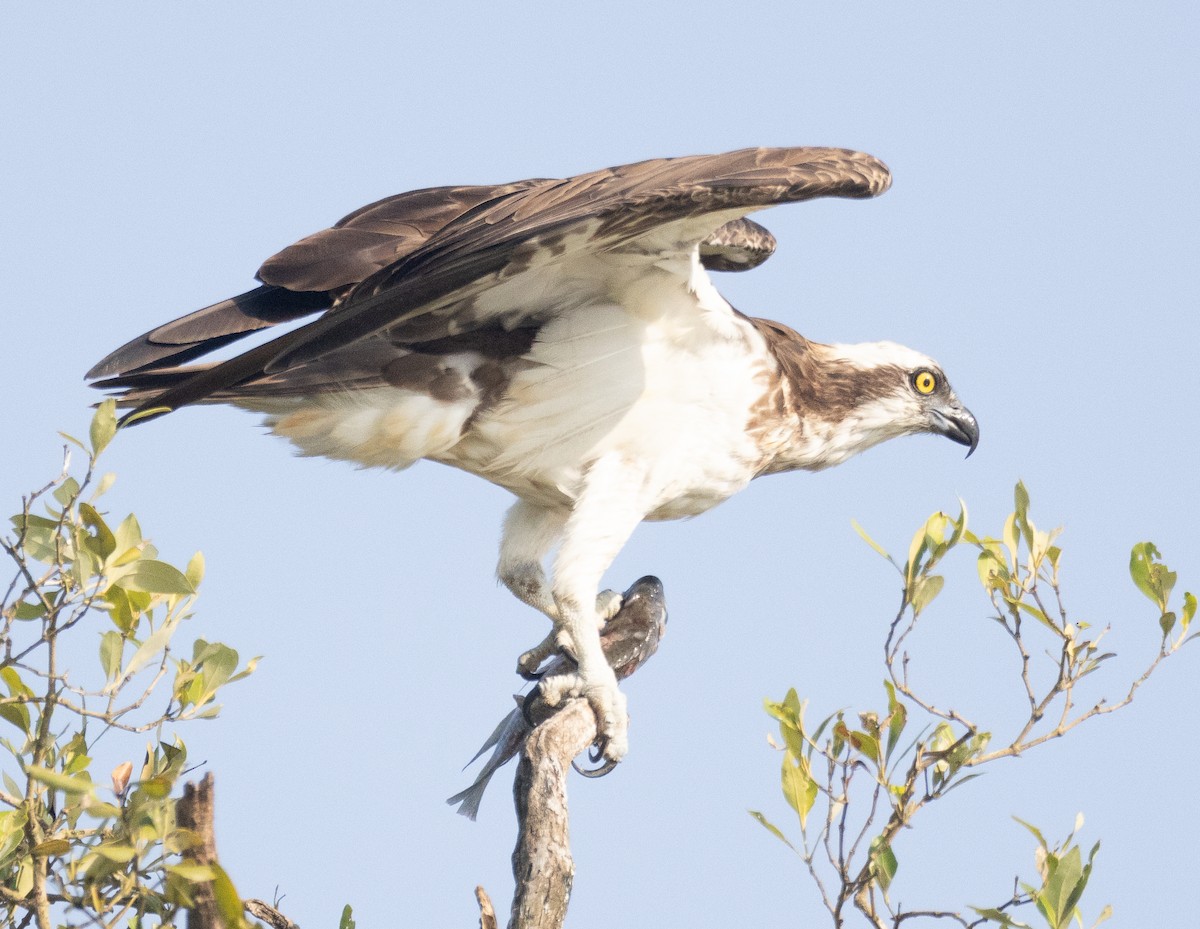 Fischadler - ML646107685