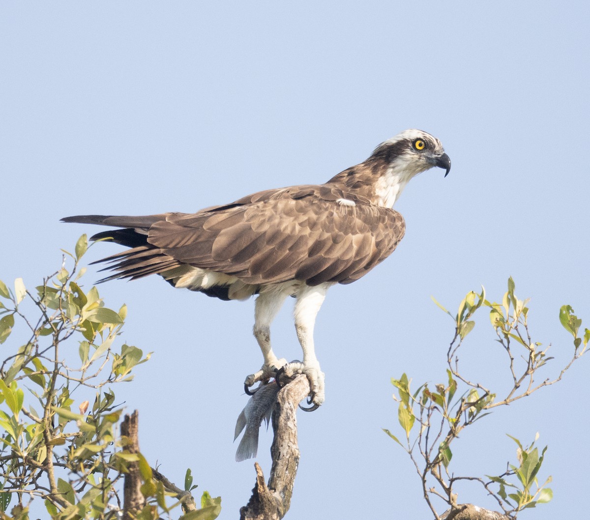 Fischadler - ML646107686