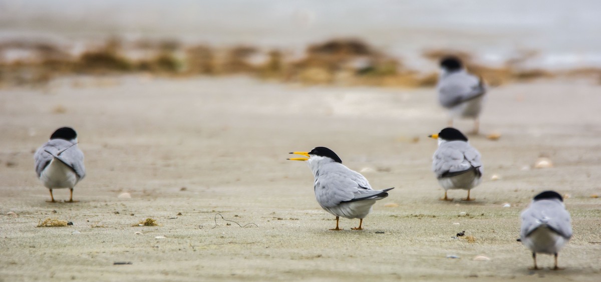 Charrancito Americano - ML646107688