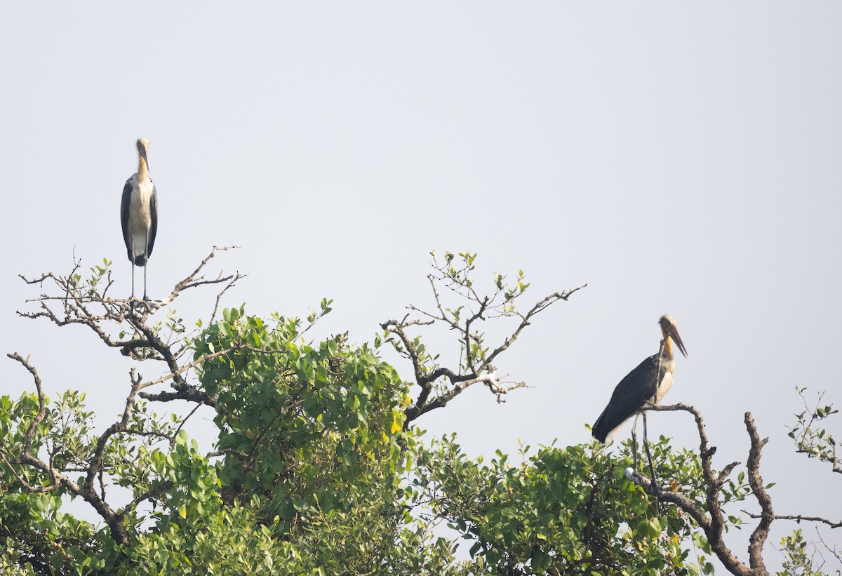 Marabú Menor - ML646107689