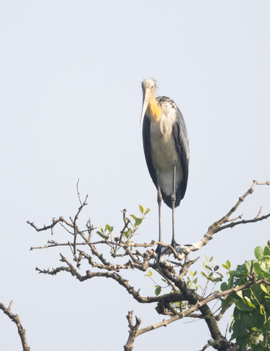 Marabú Menor - ML646107690