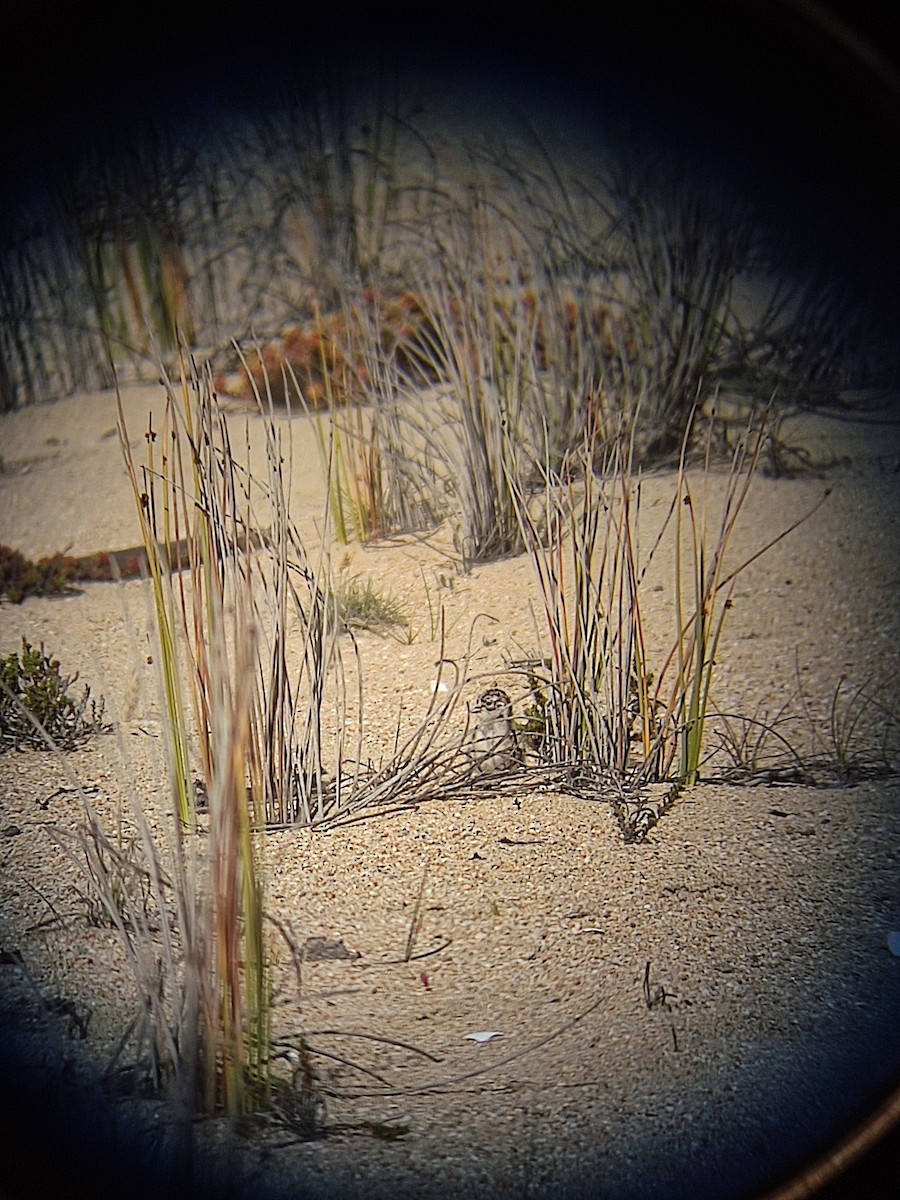 Agachona Chica - ML646107691