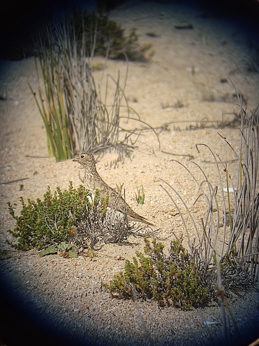 Agachona Chica - ML646107693