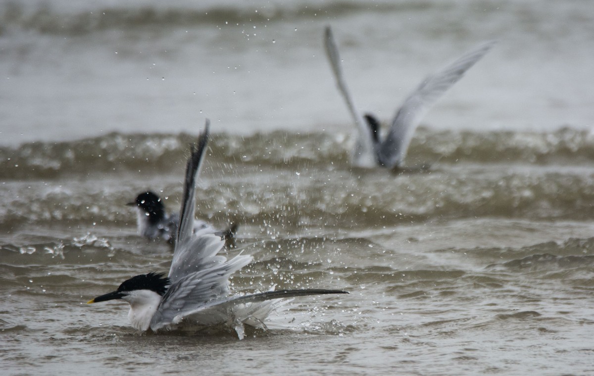 Charrán Patinegro - ML646107697