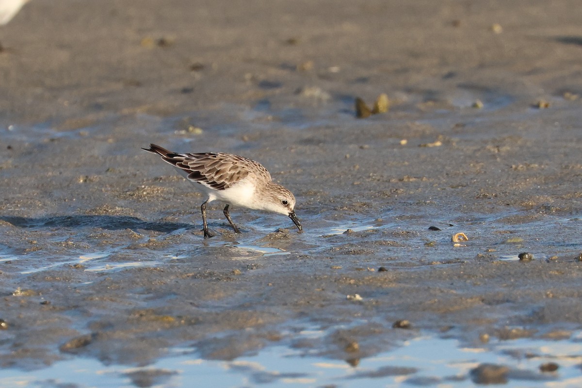 Correlimos Cuellirrojo - ML646107700